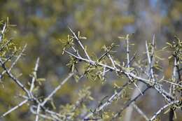 Image of European buckthorn