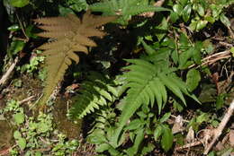 Imagem de Dryopteris varia (L.) O. Kuntze