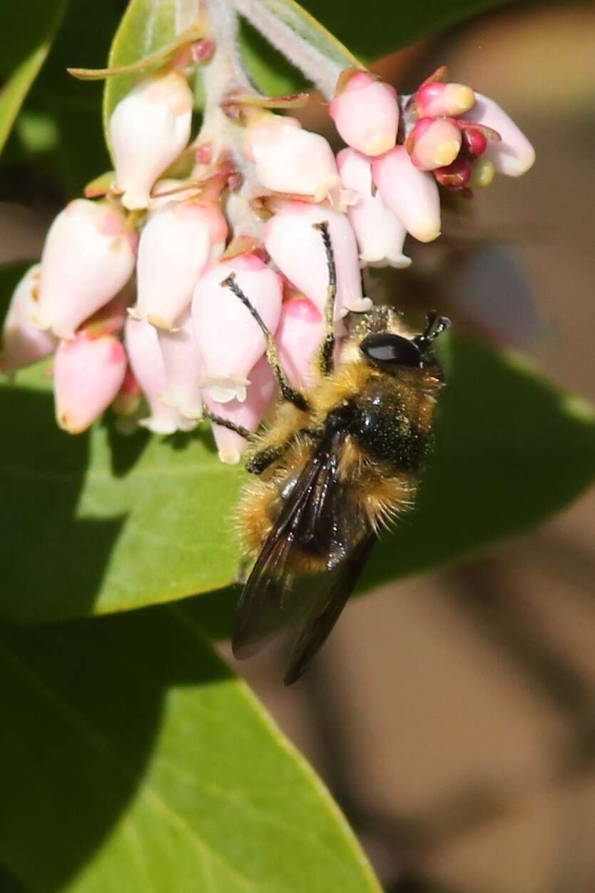 Image of Criorhina nigripes (Williston 1882)