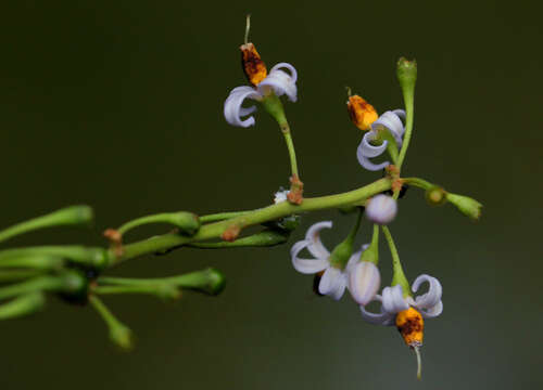 Image of Solanum terminale Forsk.