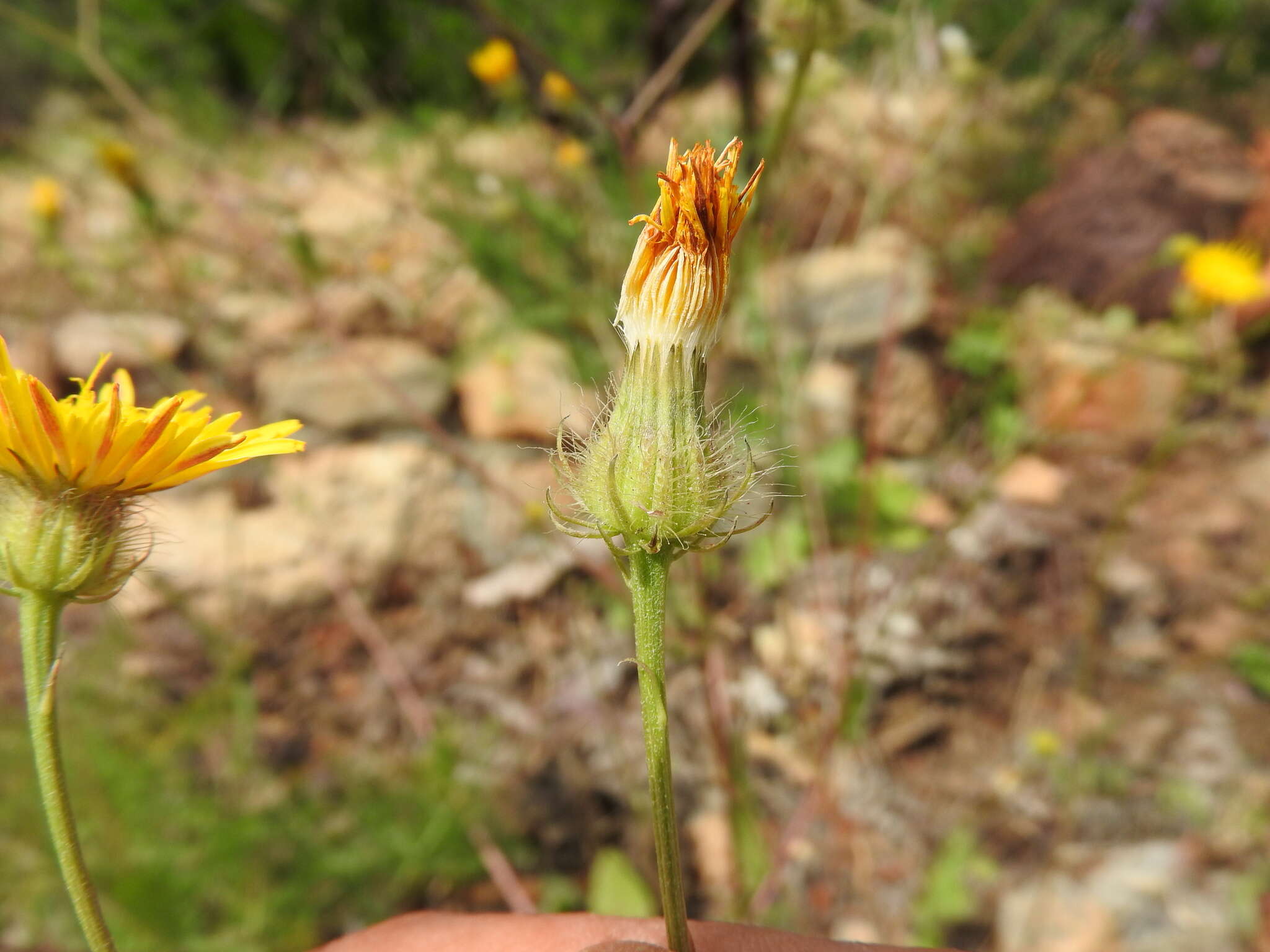 Image of Crepis commutata (Spreng.) W. Greuter