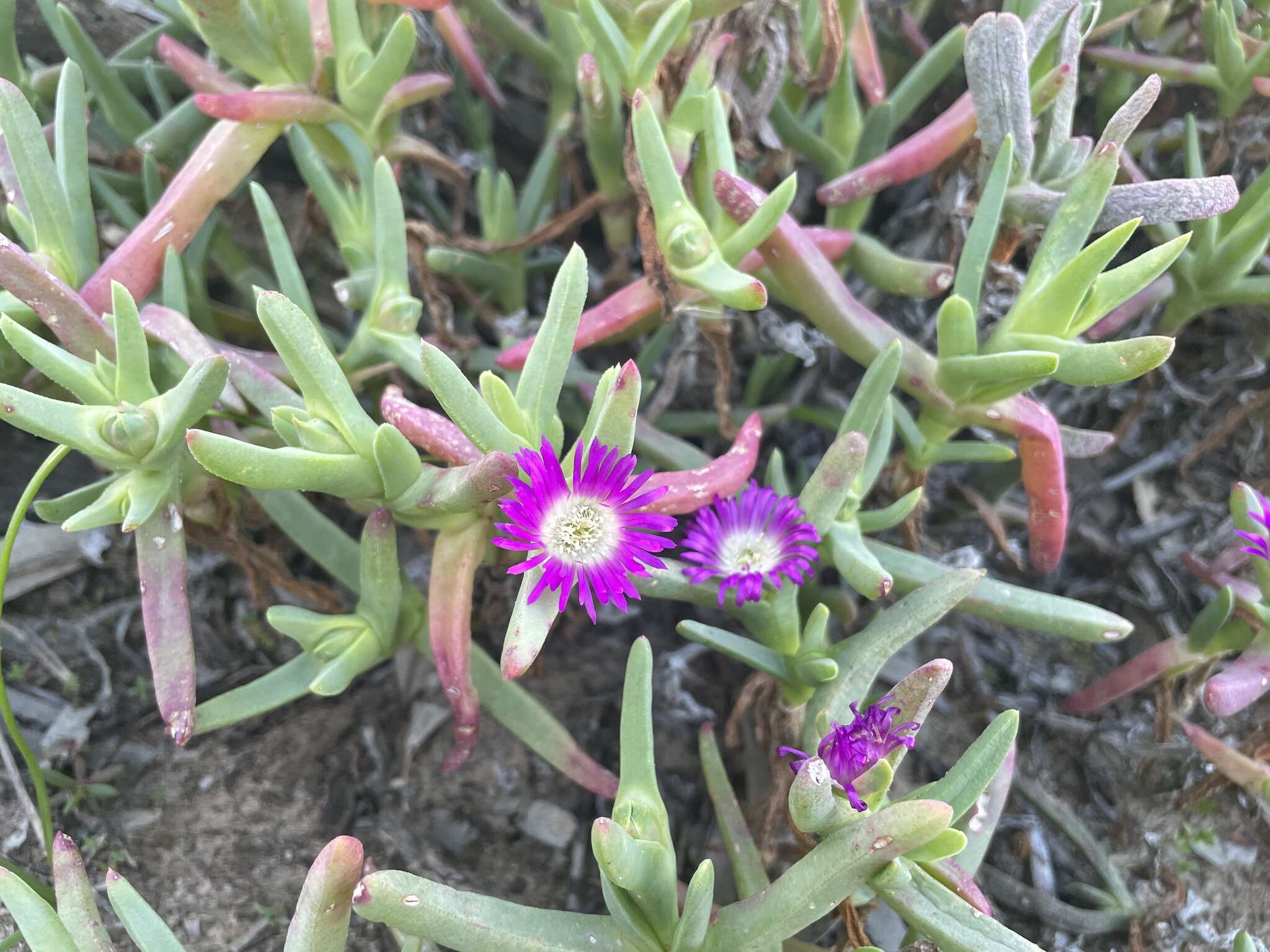 Sarcozona praecox (F. Müll.) S. T. Blake resmi