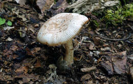 Image of Volvate amanita