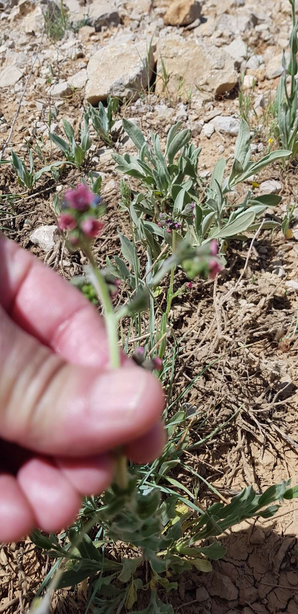 Imagem de Cynoglossum montanum L.