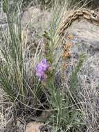 Image of James' beardtongue