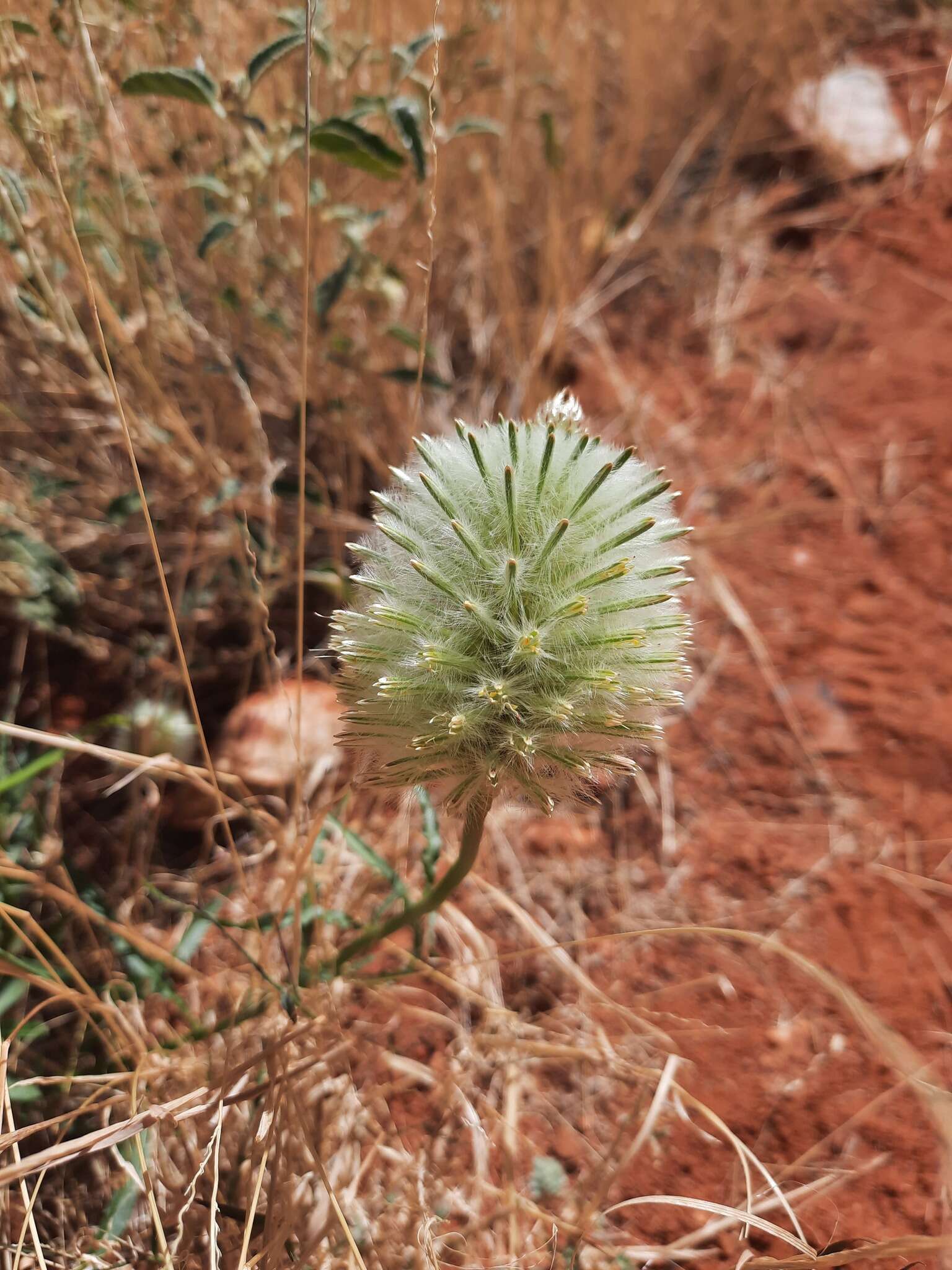 Image of Ptilotus xerophilus