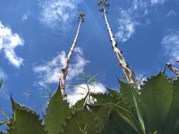 Image of Agave seemanniana Jacobi