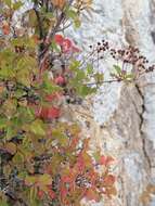 Image of Asian meadowsweet