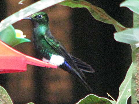 Image of Glowing Puffleg