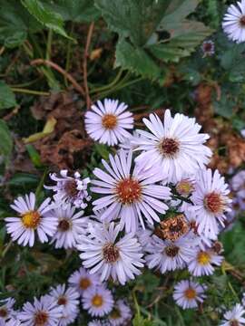 Image of Symphyotrichum versicolor (Willd.) G. L. Nesom