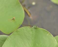 Image of Senegal bluetail