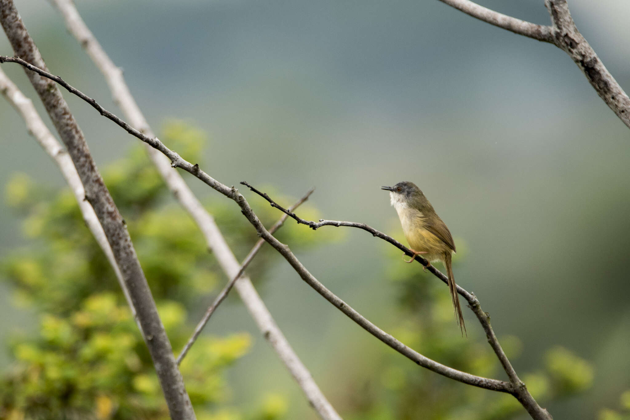 Prinia flaviventris sonitans Swinhoe 1860 resmi