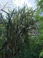 Image de Leptocereus arboreus Britton & Rose