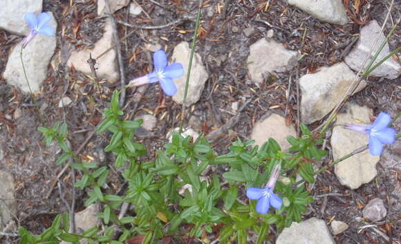 Image de Lobelia neglecta Schult.