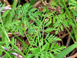 Image of spreading hedgeparsley