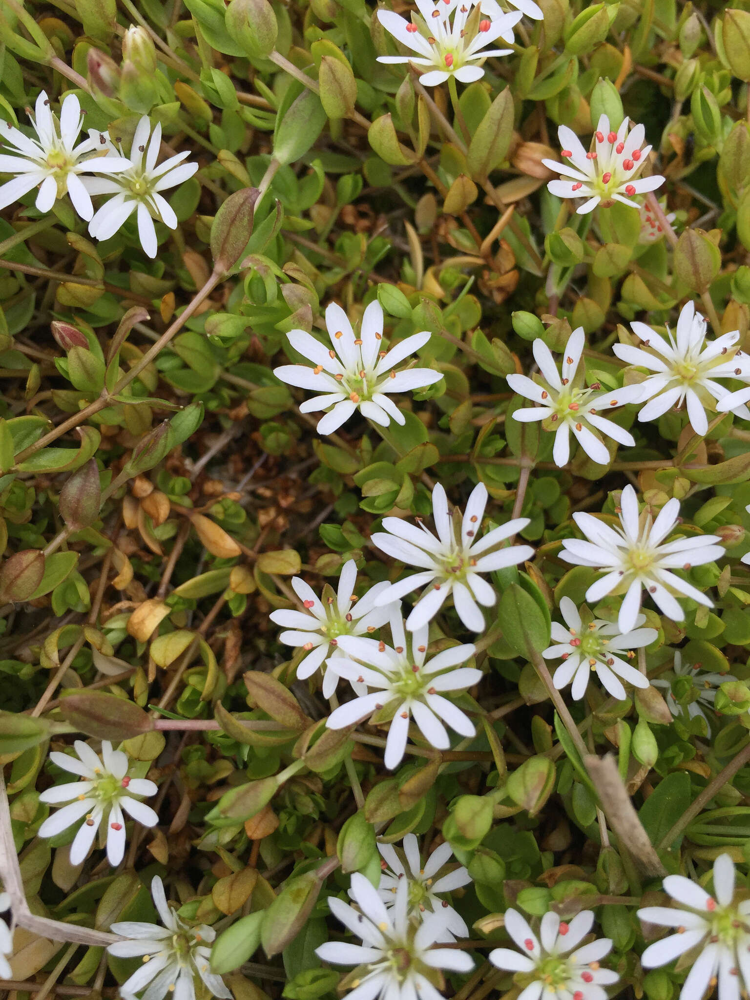 Imagem de Stellaria humifusa Rottb.