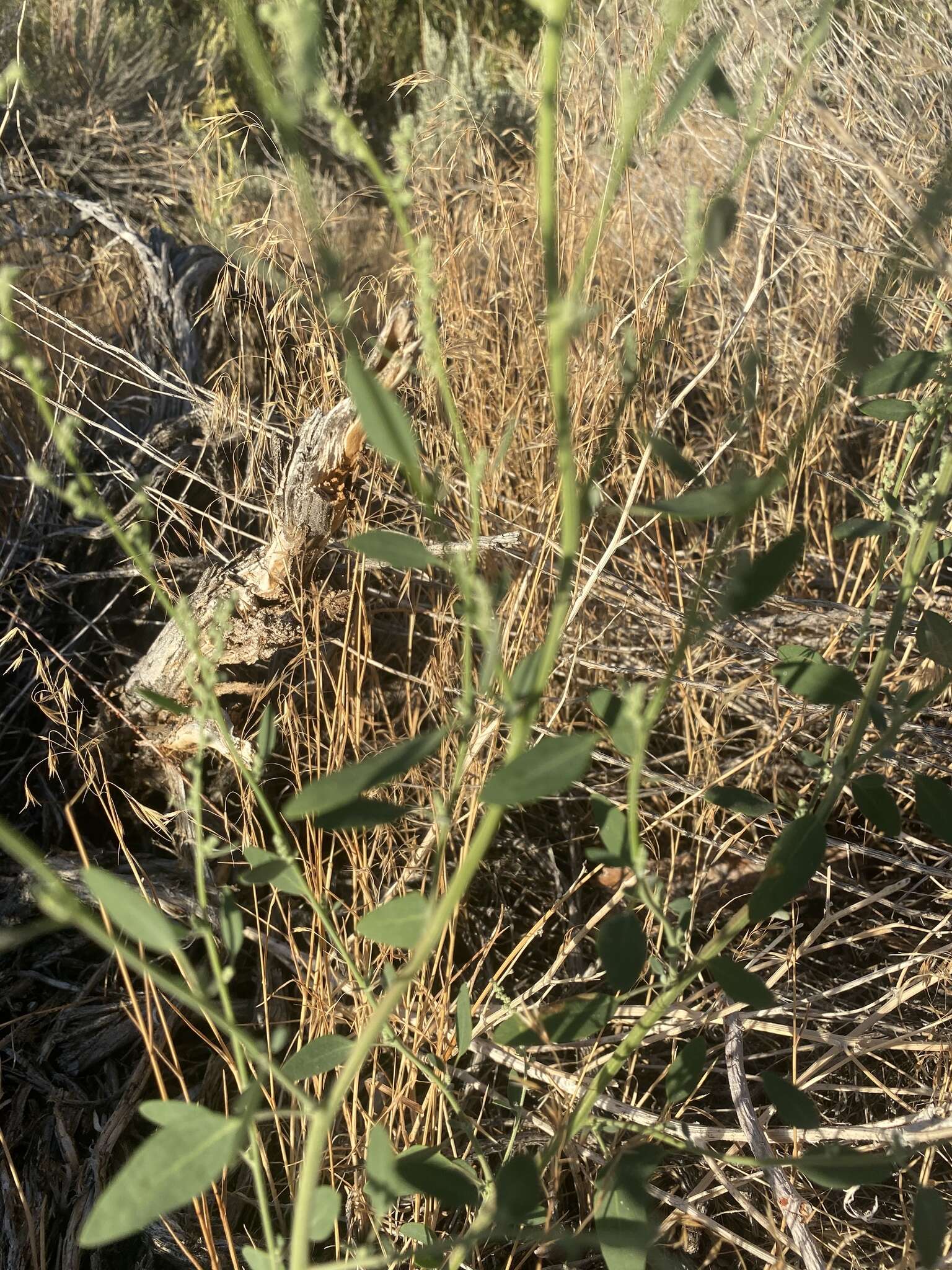 Слика од Chenopodium atrovirens Rydb.