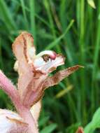 Imagem de Orobanche caryophyllacea Sm.