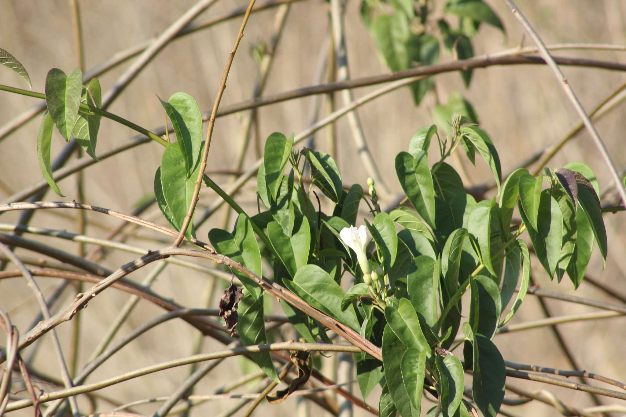 Image of Ipomoea populina House