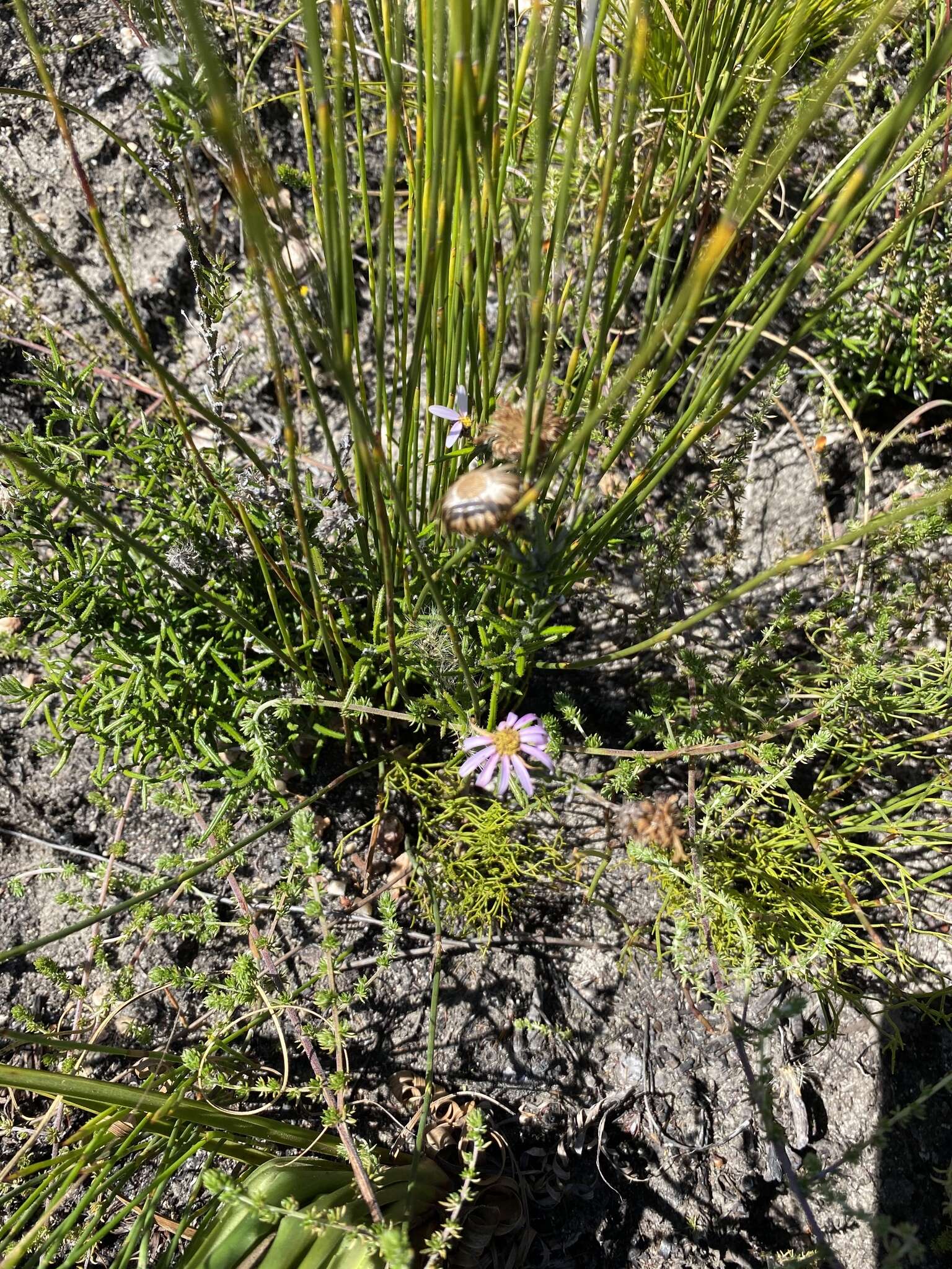 Image of Athrixia heterophylla (Thunb.) Less.