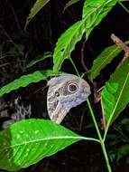 Imagem de Caligo teucer insulana Stichel 1904