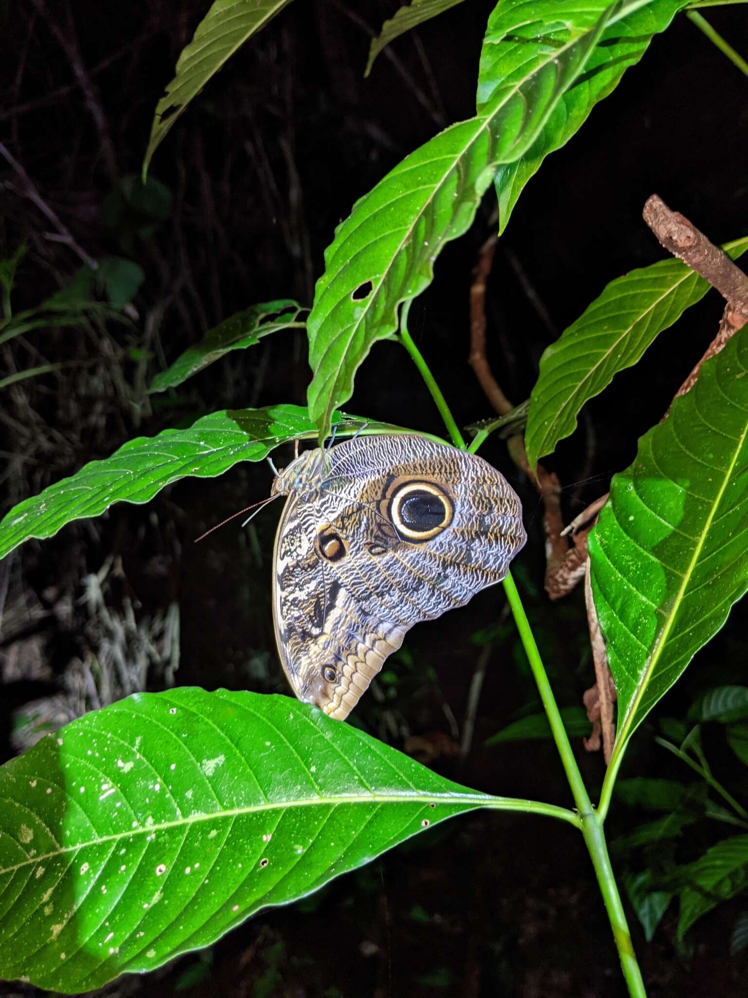 Image of Caligo teucer insulana Stichel 1904