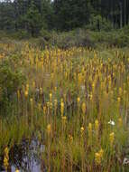 Image of yellow asphodel