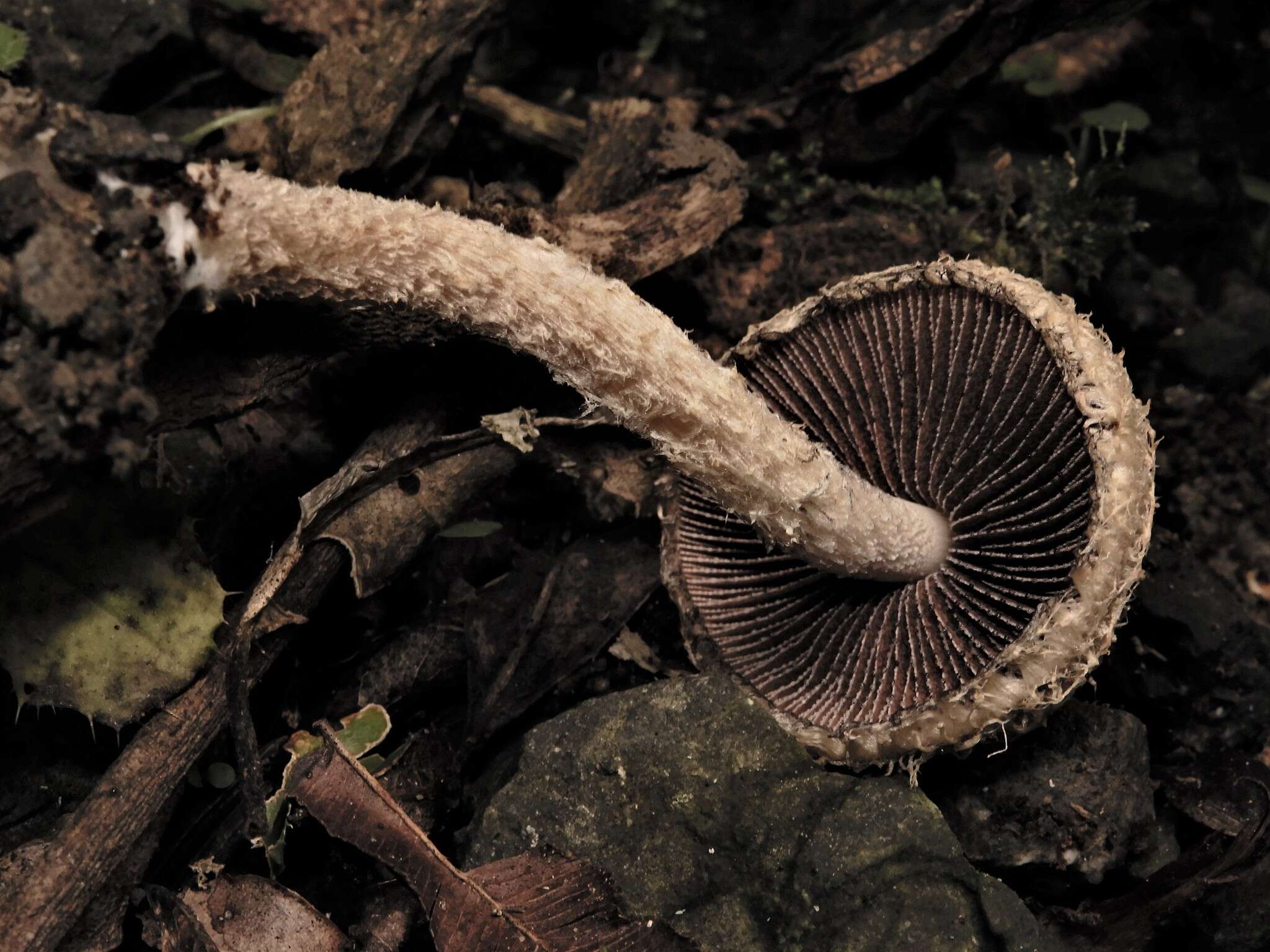 Image of Psathyrella asperospora (Cleland) Guzmán, Bandala & Montoya 1991