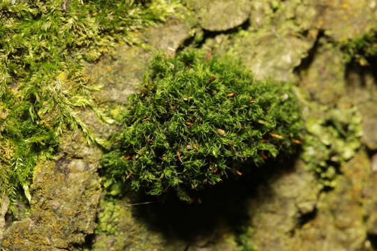 Image of crisped pincushion