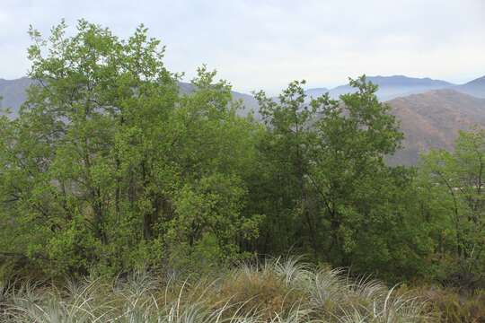 Image of Nothofagus macrocarpa (A. DC.) F. M. Vázquez & R. A. Rodr.