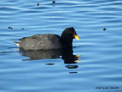 Image of Red-fronted Coot