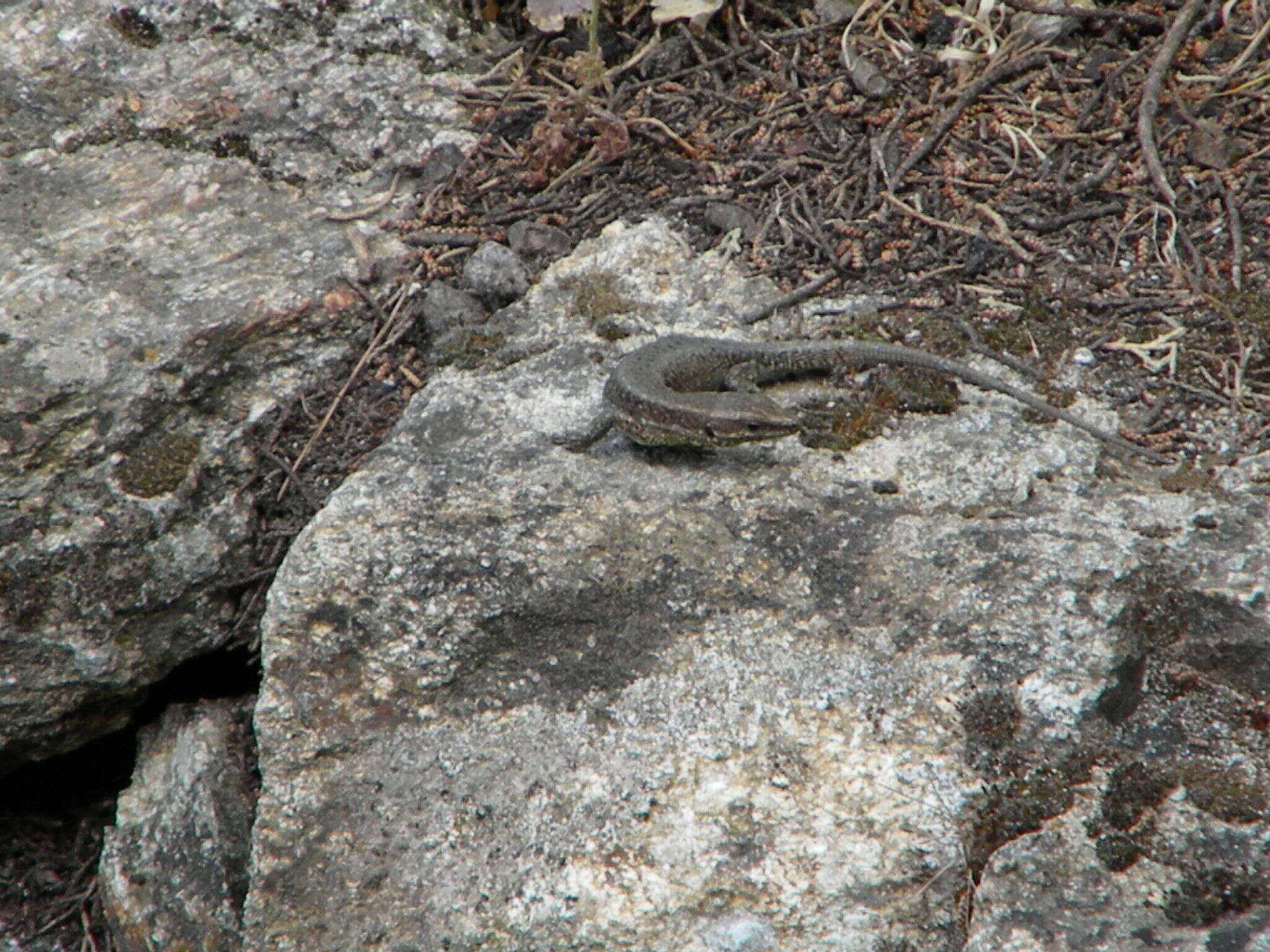 Sivun Anatololacerta anatolica (Werner 1900) kuva