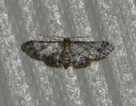 Image of Idaea pervertipennis Hulst 1900