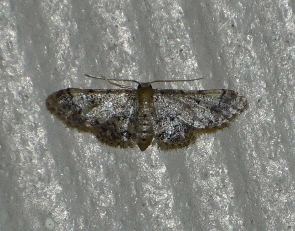 Image of Idaea pervertipennis Hulst 1900