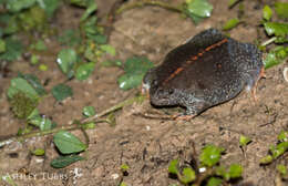 Image de Rhinophrynidae Günther 1859