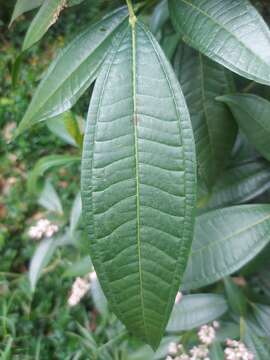 Image of Miconia notabilis Triana