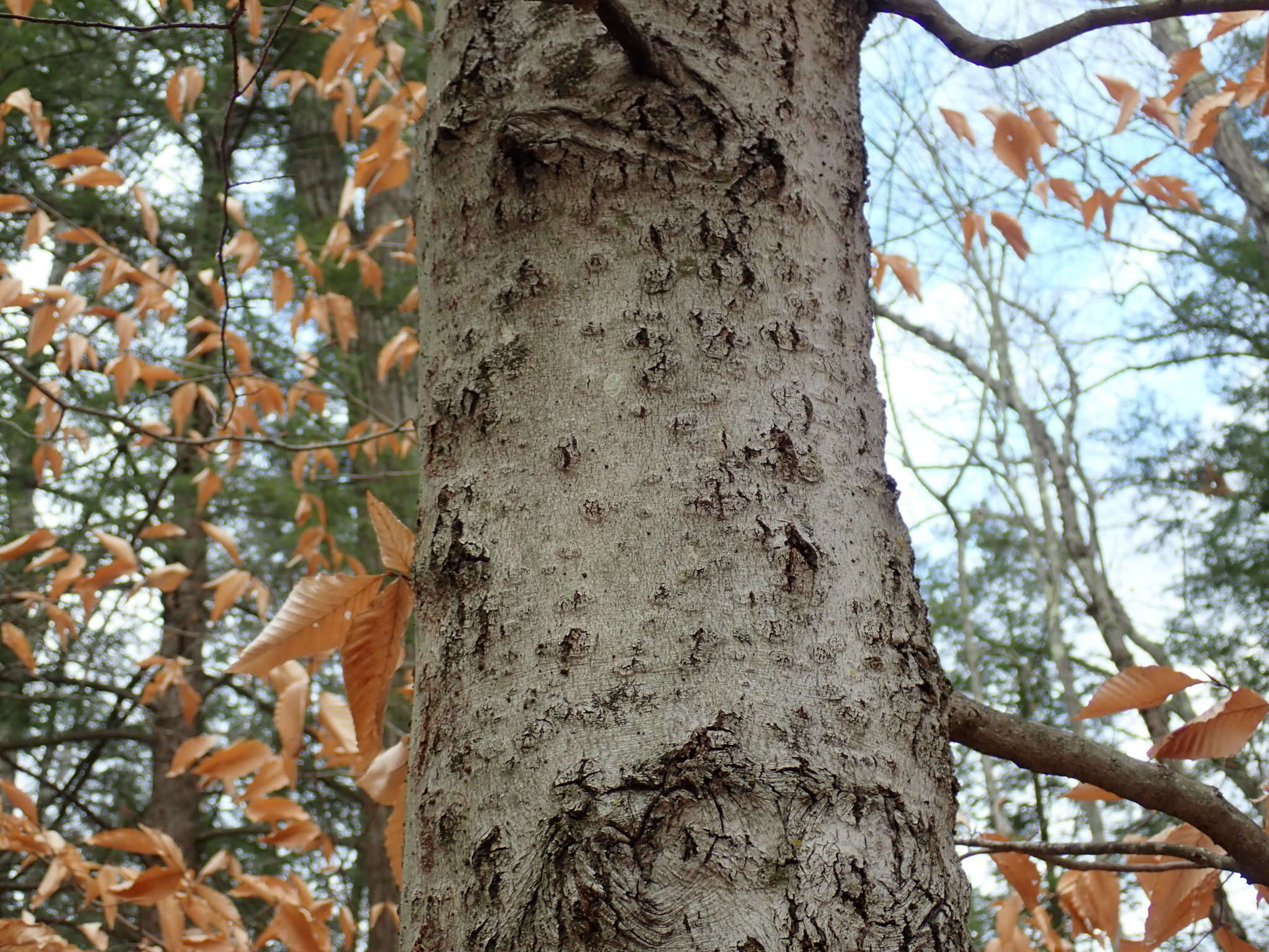 Image of Neonectria faginata (M. L. Lohman, A. M. J. Watson & Ayers) Castl. & Rossman 2006