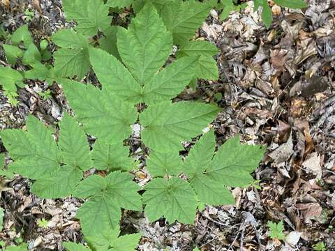 Image of Appalachian False Goat's-Beard