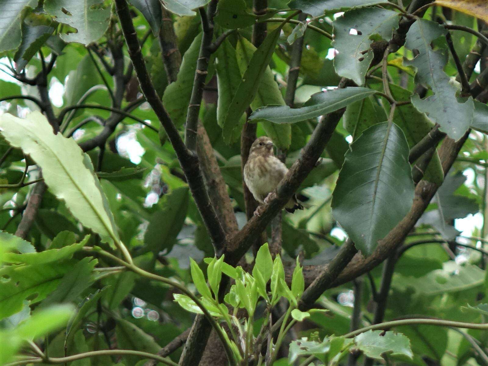 Image of Goldfinch