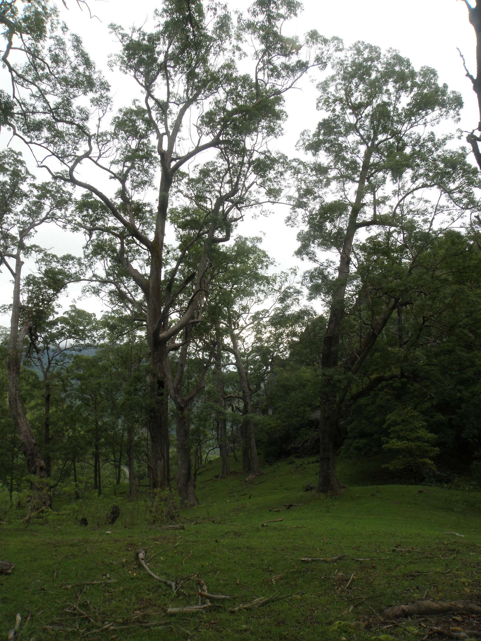 Image of Eucalyptus urophylla S. T. Blake