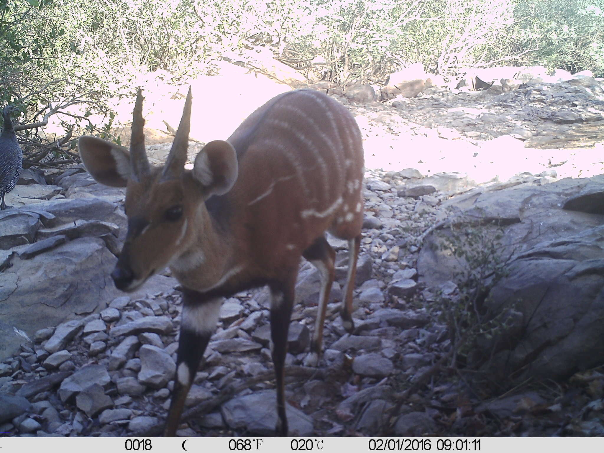 Image of Bushbuck