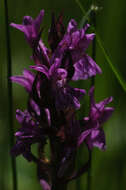 Image of Western Marsh-orchid