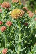 Image of Rhodiola heterodonta (Hook. fil. & Thoms.) A. Boriss.