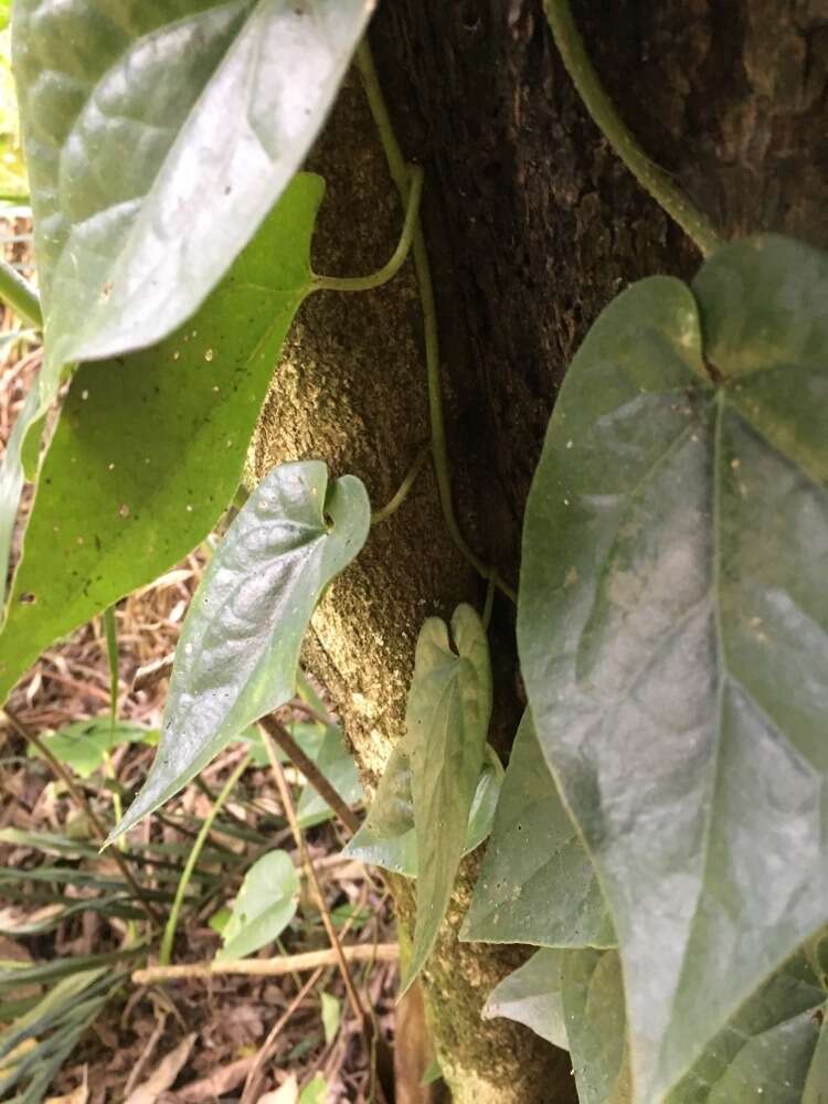 Слика од Piper hederaceum (Miq.) C. DC.