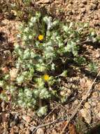 Image of Pringle's woolly sunflower