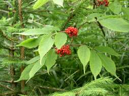 Image of Red-berried Elder