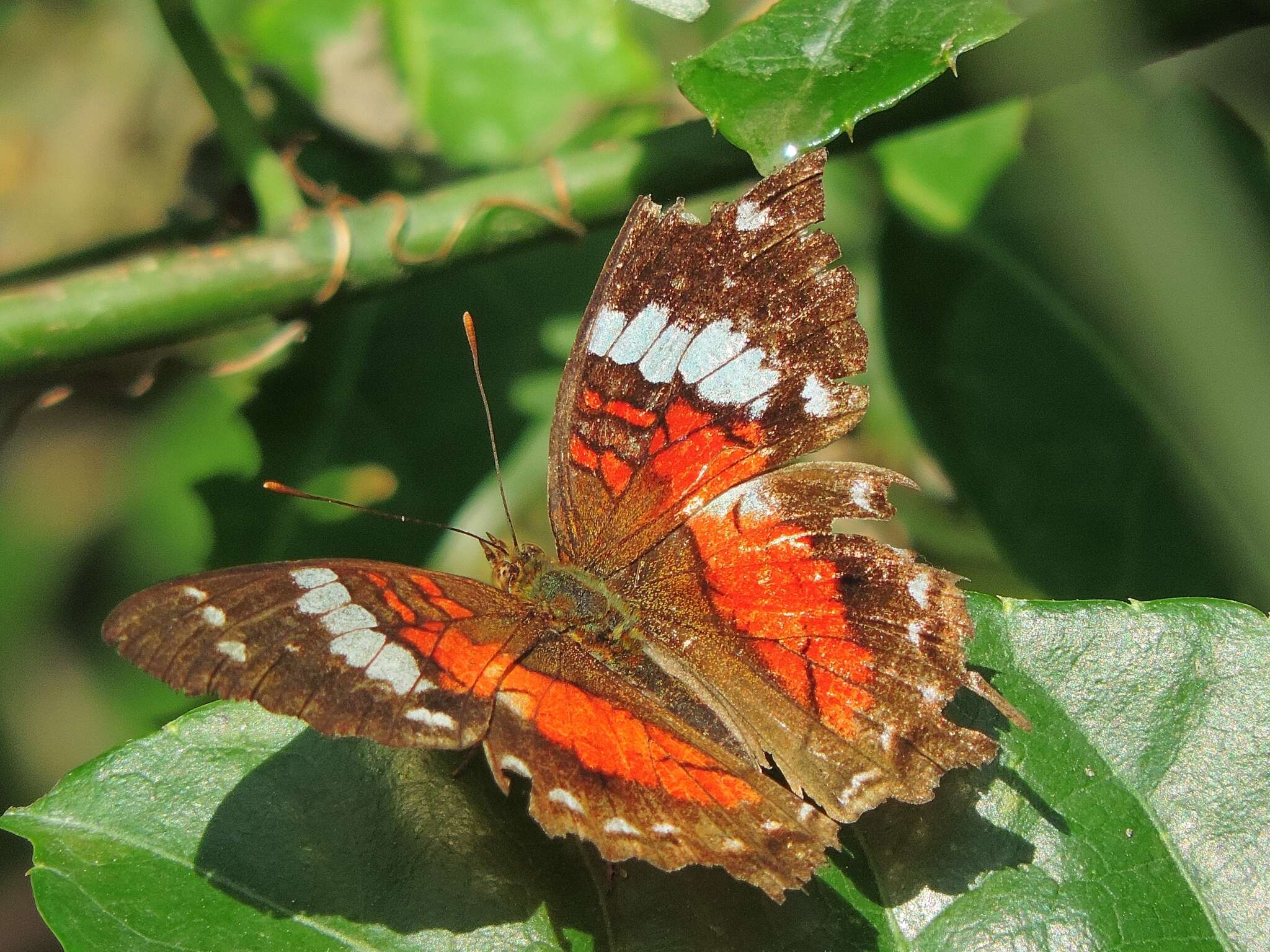 Plancia ëd Anartia amathea roeselia Eschscholtz 1821