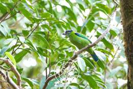 Image of Golden-throated Barbet