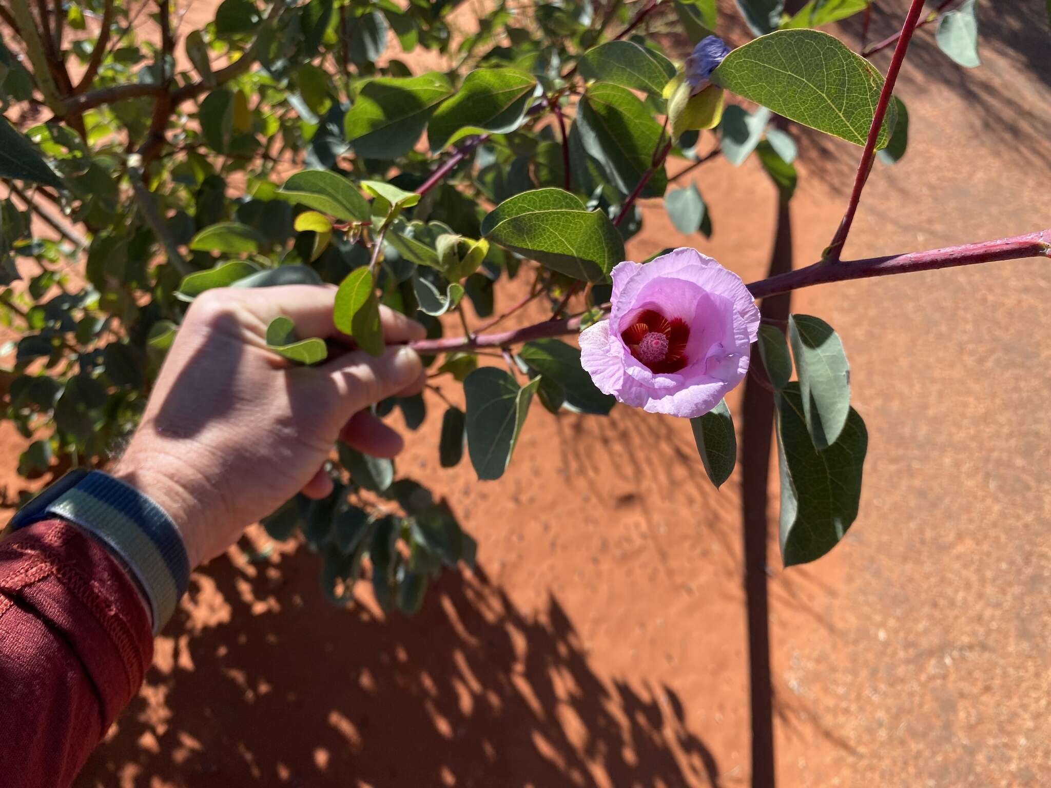 Image of Sturt's desert rose