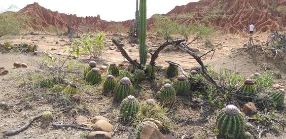 Image of Melocactus curvispinus subsp. curvispinus